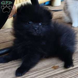 Thin Mints, Pomeranian Puppy